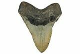 Fossil Megalodon Tooth - North Carolina #348160-2